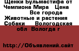 Щенки Бульмастифа от Чемпиона Мира › Цена ­ 1 000 - Все города Животные и растения » Собаки   . Вологодская обл.,Вологда г.